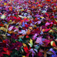 Illustration for article titled 100 Gorgeous Photos Of Fall Leaves